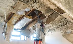 Best Mold Damage Restoration  in Cuba City, WI